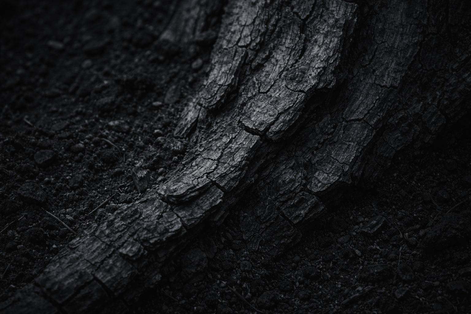 Forest soil texture background