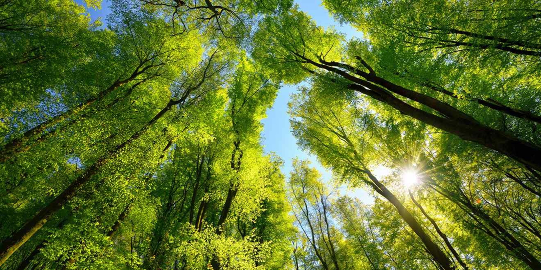 Forest canopy seen from below